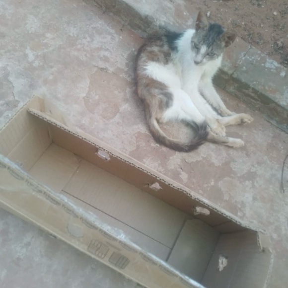 Here are some of my rescues ❤️ will add pics of every saved animal 🙏 - Picture 11 of 12